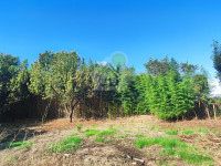AREA VERDE